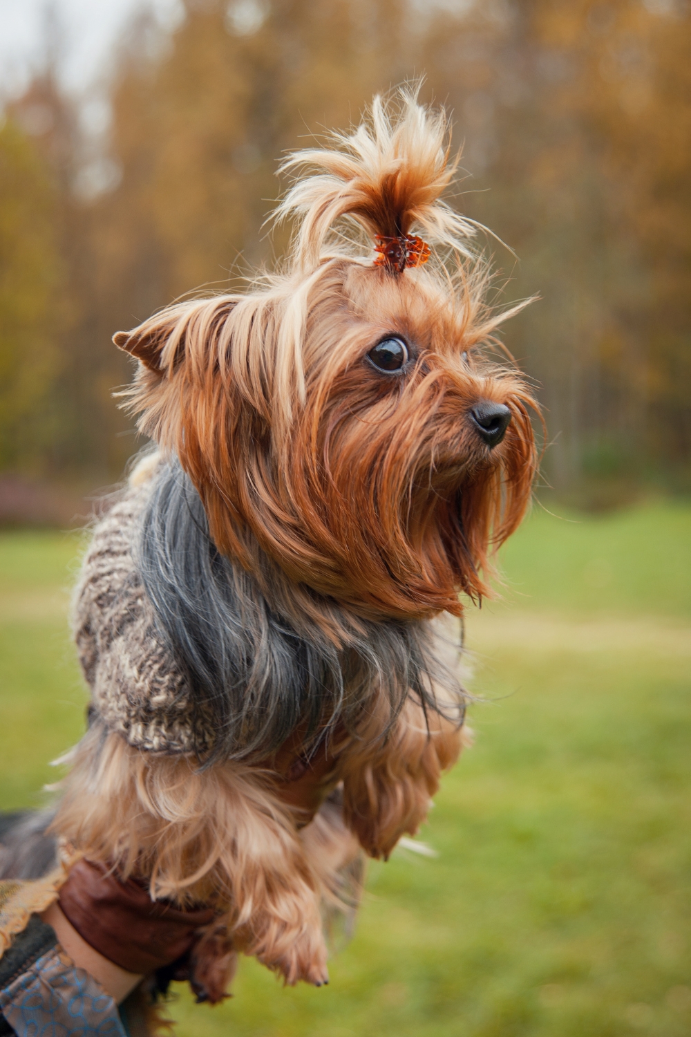 Yorkshire Terrier - Small Dogs