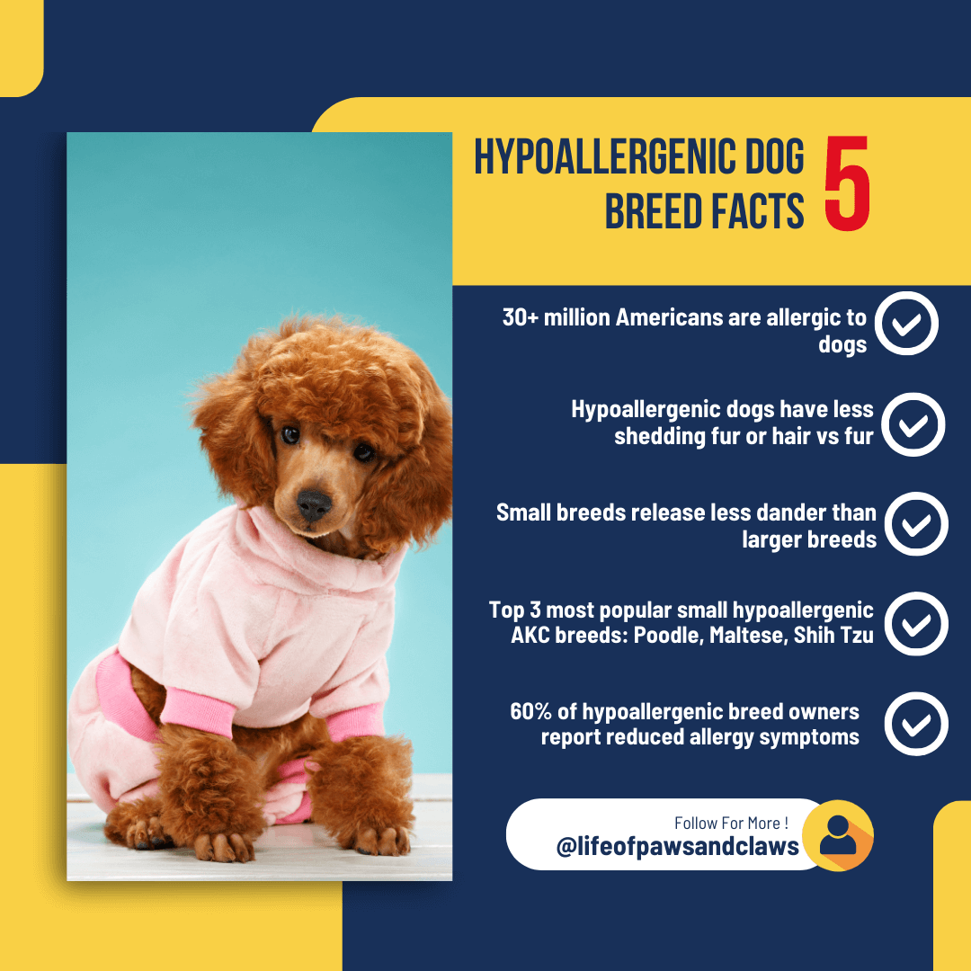 5 Hypoallergenic Dog Breed Facts