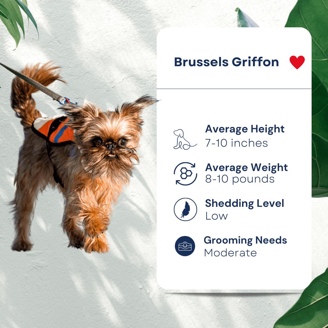 Brussels Griffon Pet Profile Hypoallergenic