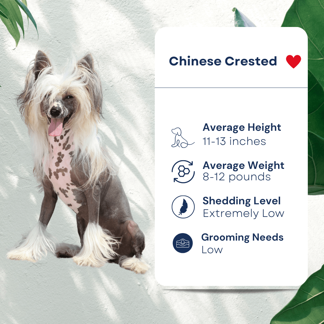 Chinese Crested Pet Profile Hypoallergenic