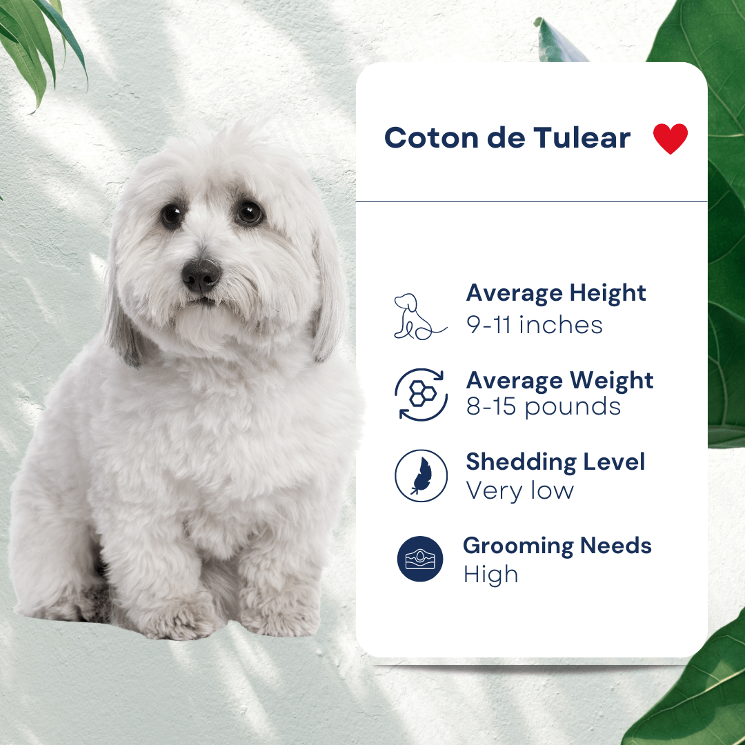 Coton de Tulear Pet Profile Hypoallergenic