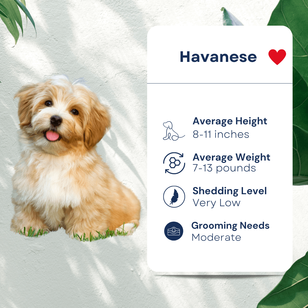 Havanese Pet Profile Hypoallergenic