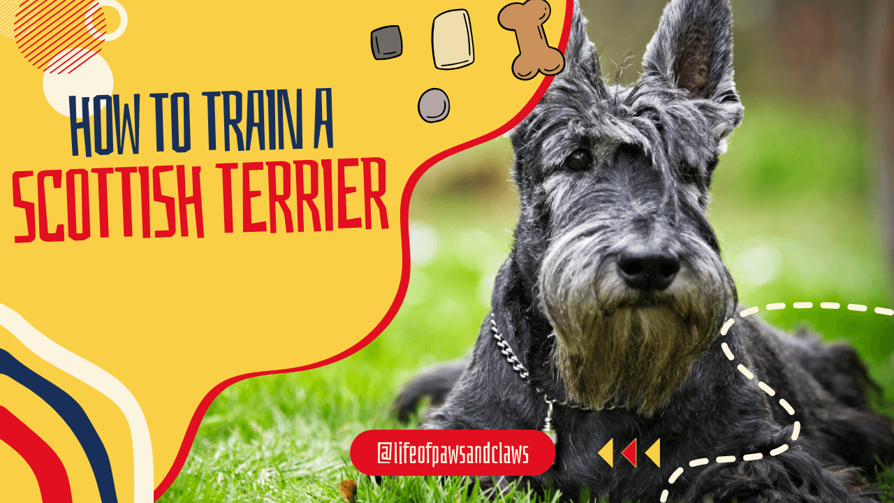 How to train a Scottish Terrier