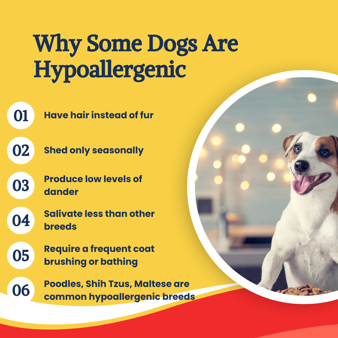 Infographic - Why Some Dogs Are Hypoallergenic