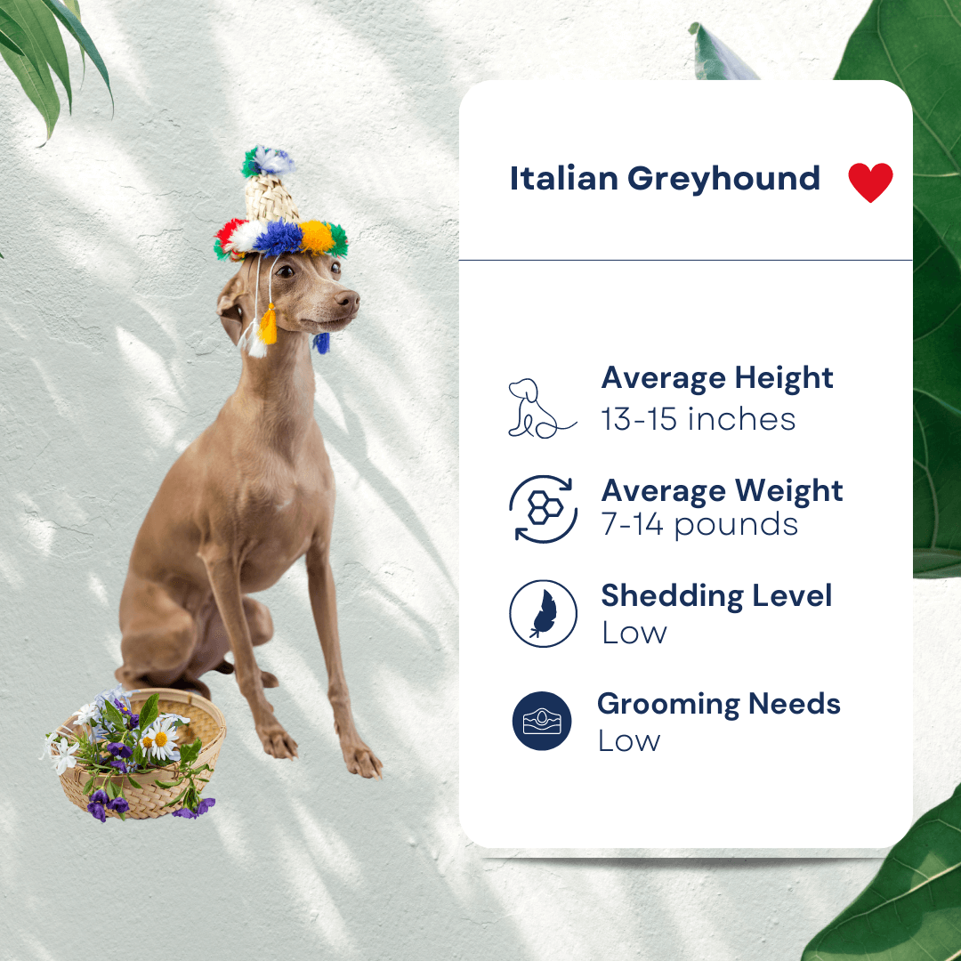 Italian Greyhound Pet Profile Hypoallergenic