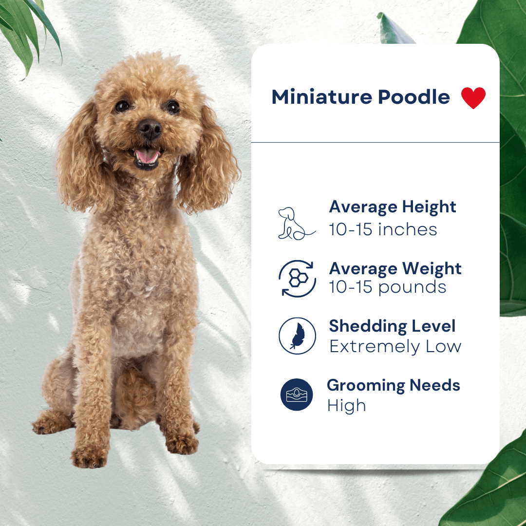 Miniature Poodle Pet Profile Hypoallergenic