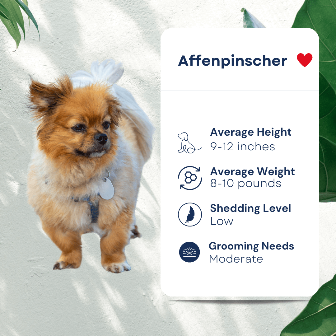 Pet Affenpinscher Profile Hypoallergenic