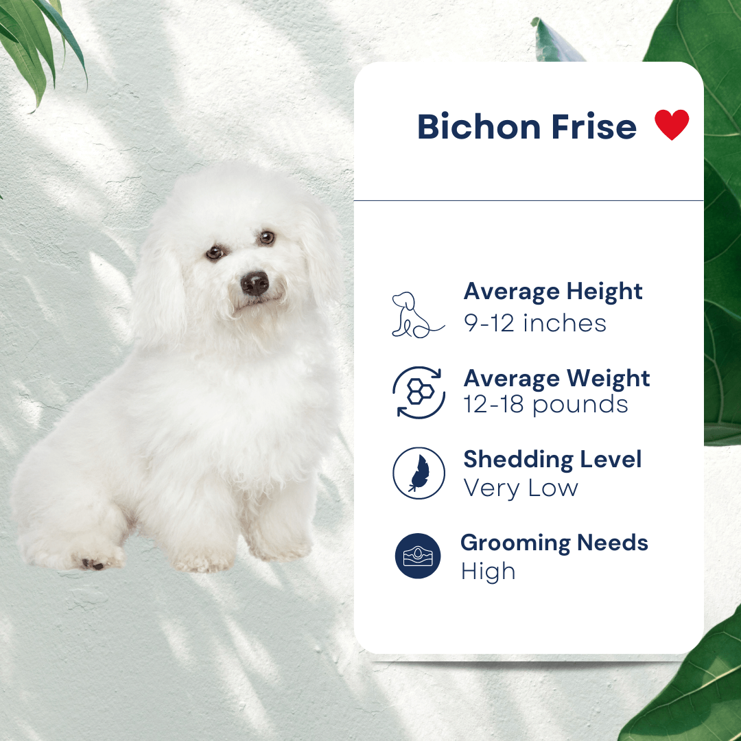 Pet Bichon Frise Profile Hypoallergenic