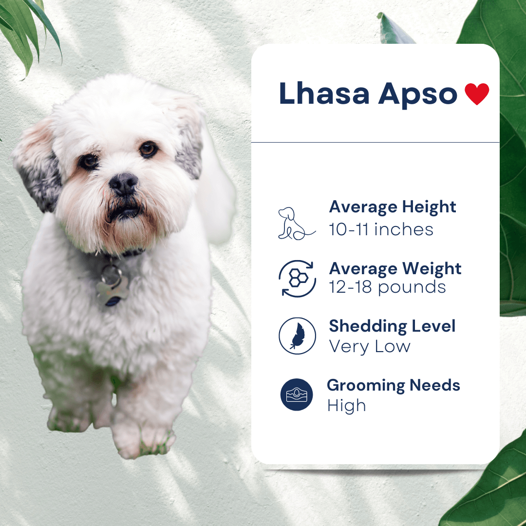 Pet Lhasa Apso Profile Hypoallergenic