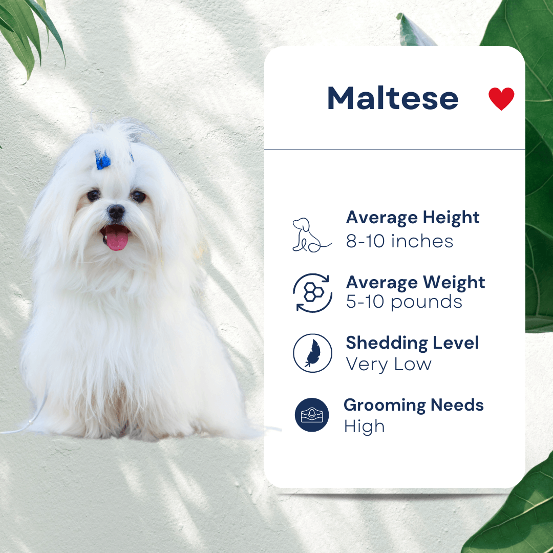 Pet Maltese Profile Hypoallergenic