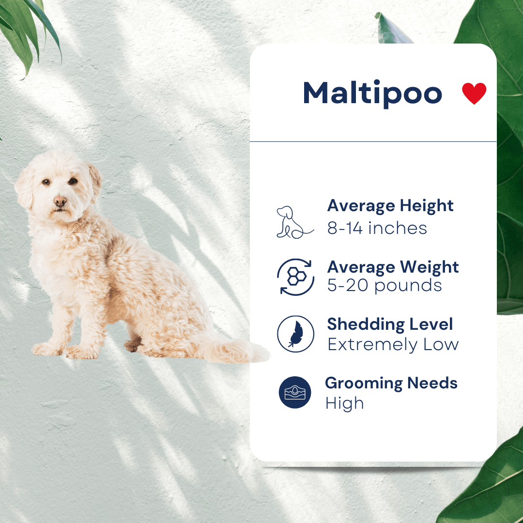 Pet Maltipoo Profile Hypoallergenic