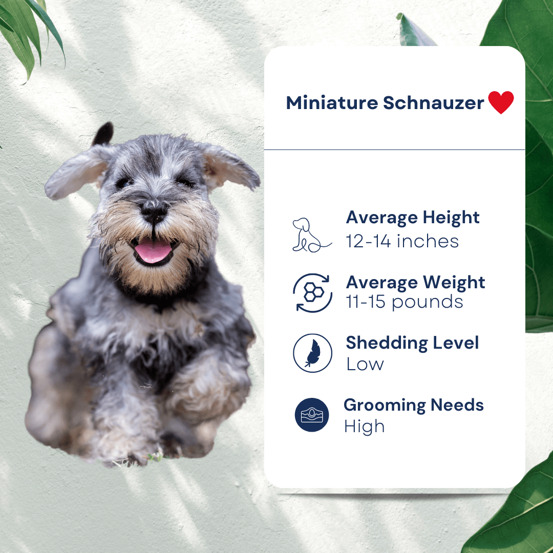 Pet Miniature Schnauzer Profile Hypoallergenic