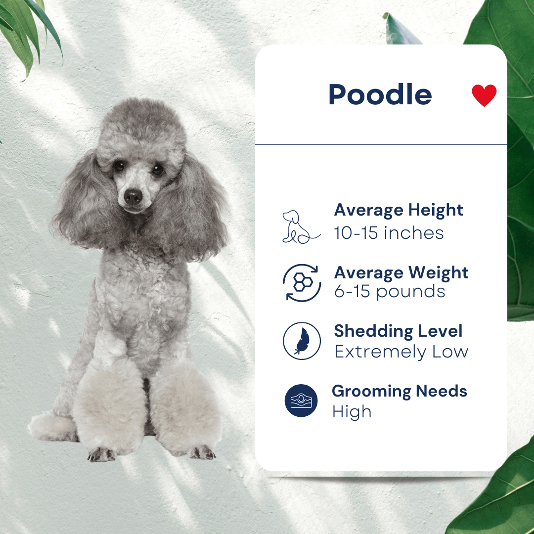 Pet Poodle Profile Hypoallergenic