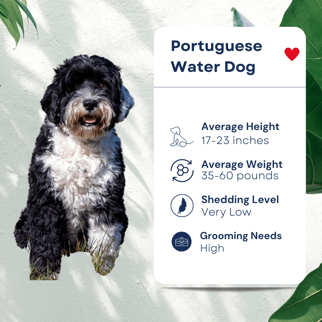 Pet Portuguese Water Dog Profile Hypoallergenic