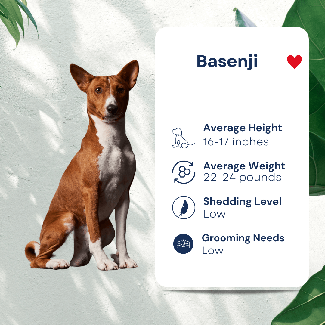 Pet Profile Basenji Hypoallergenic