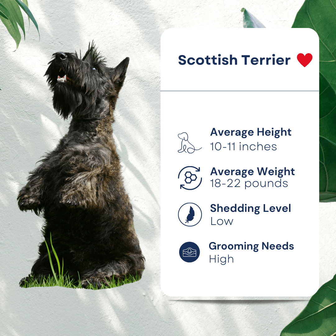 Pet Scottish Terrier Profile Hypoallergenic