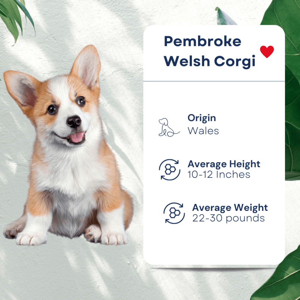 Pet Smallest Dog Breeds Profile Pembroke Welsh Corgi