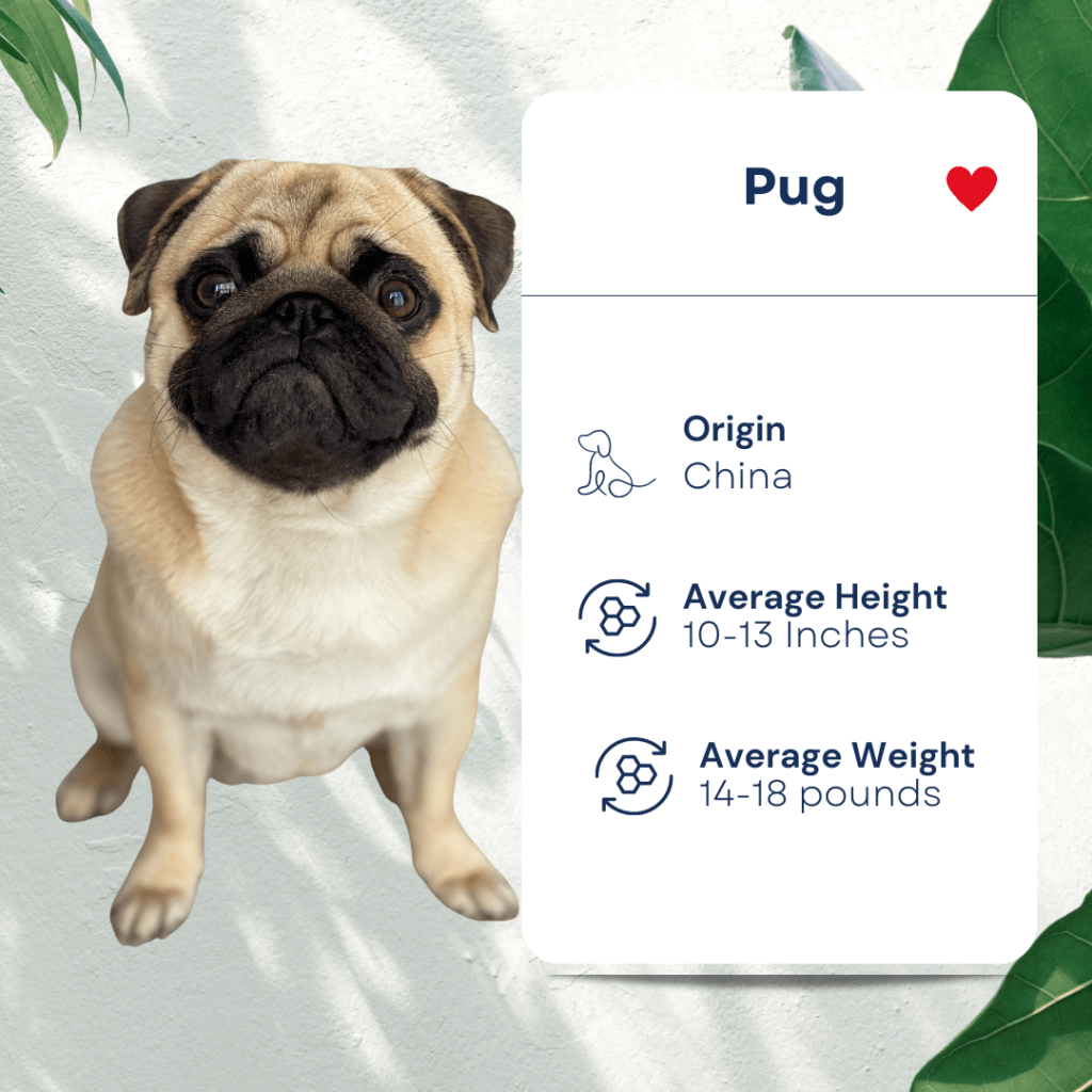 Pet Smallest Dog Breeds Profile Pug