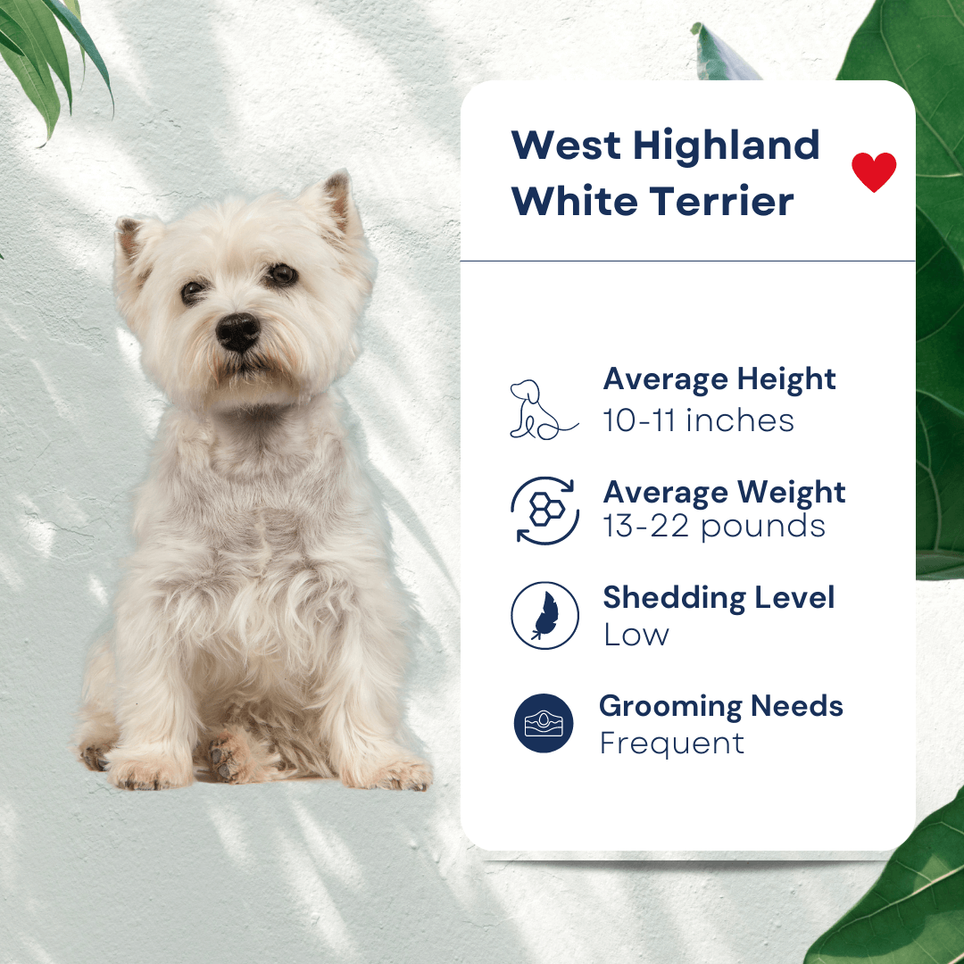 Pet West Highland White Terrier Profile Hypoallergenic