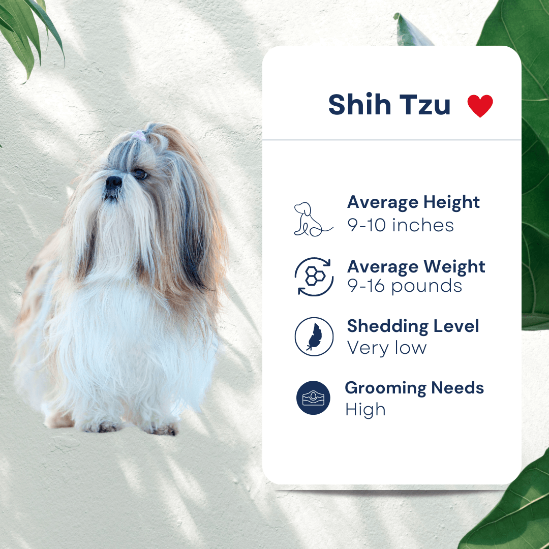 Shih Tzu Pet Profile Hypoallergenic