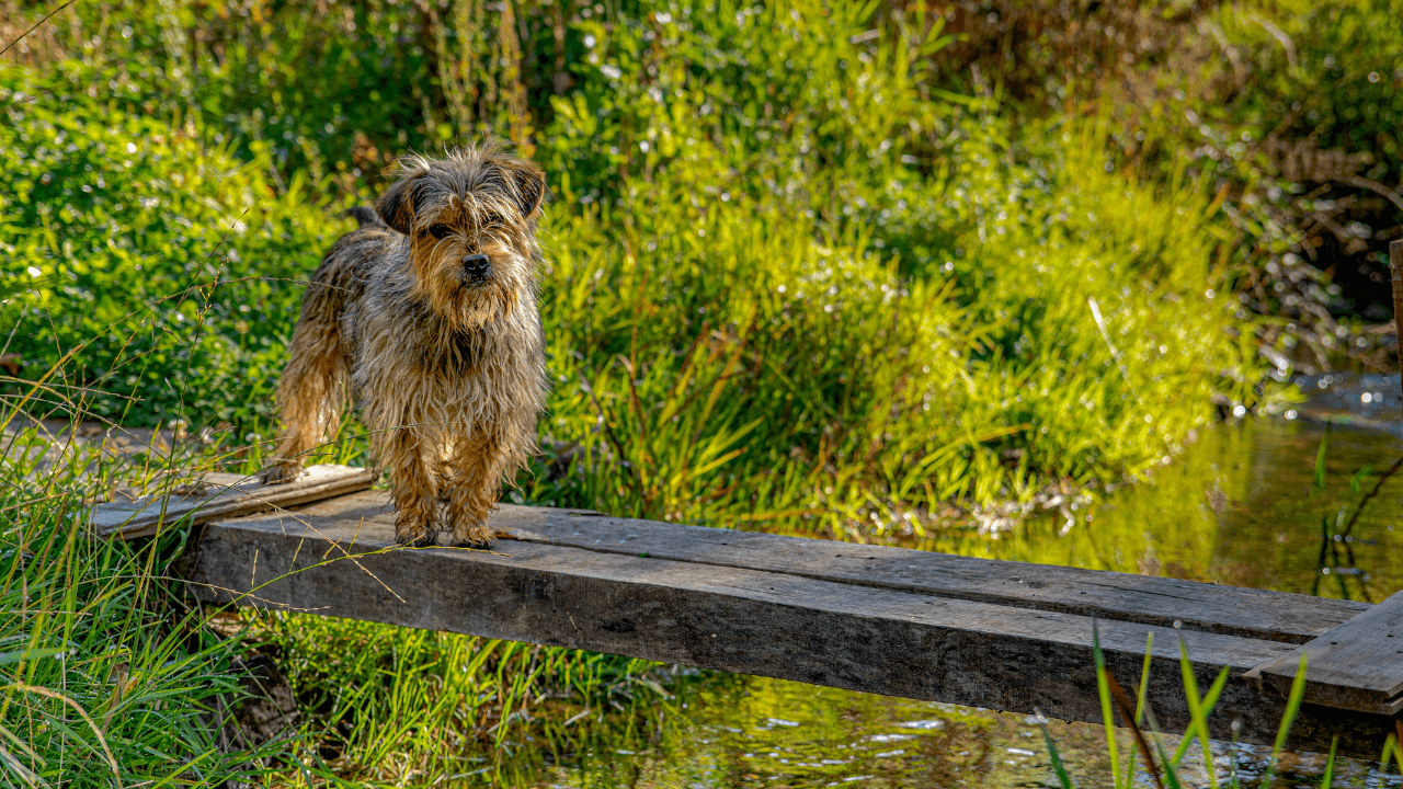 Small Hypoallergenic Dog Breeds - Affenpinscher