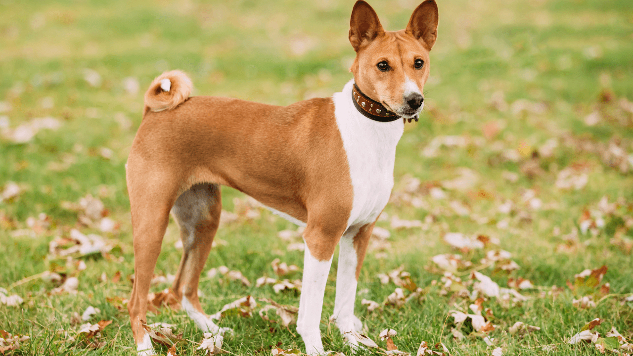 Small Hypoallergenic Dog Breeds - Basenji