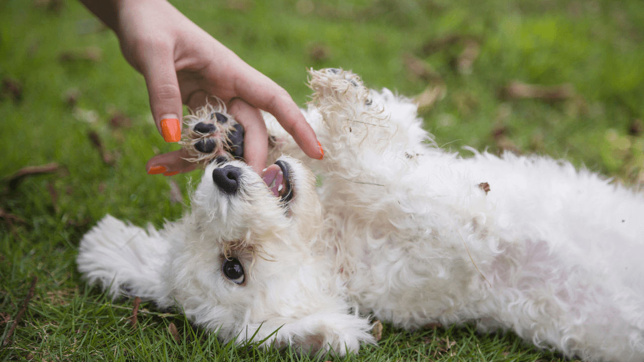 Small Hypoallergenic Dog Breeds - Bichon Frise