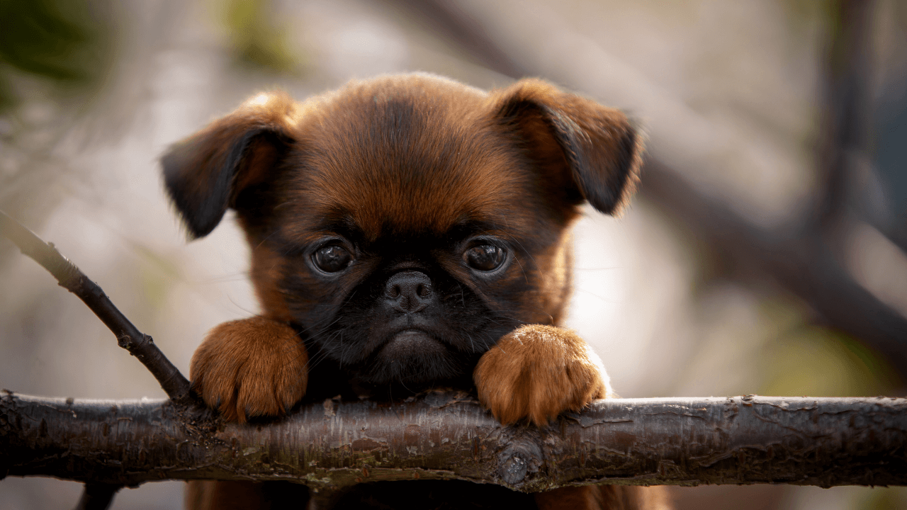 Small Hypoallergenic Dog Breeds - Brussels Griffon