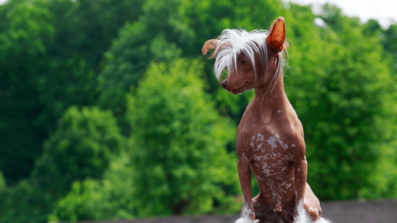 Small Hypoallergenic Dog Breeds - Chinese Crested