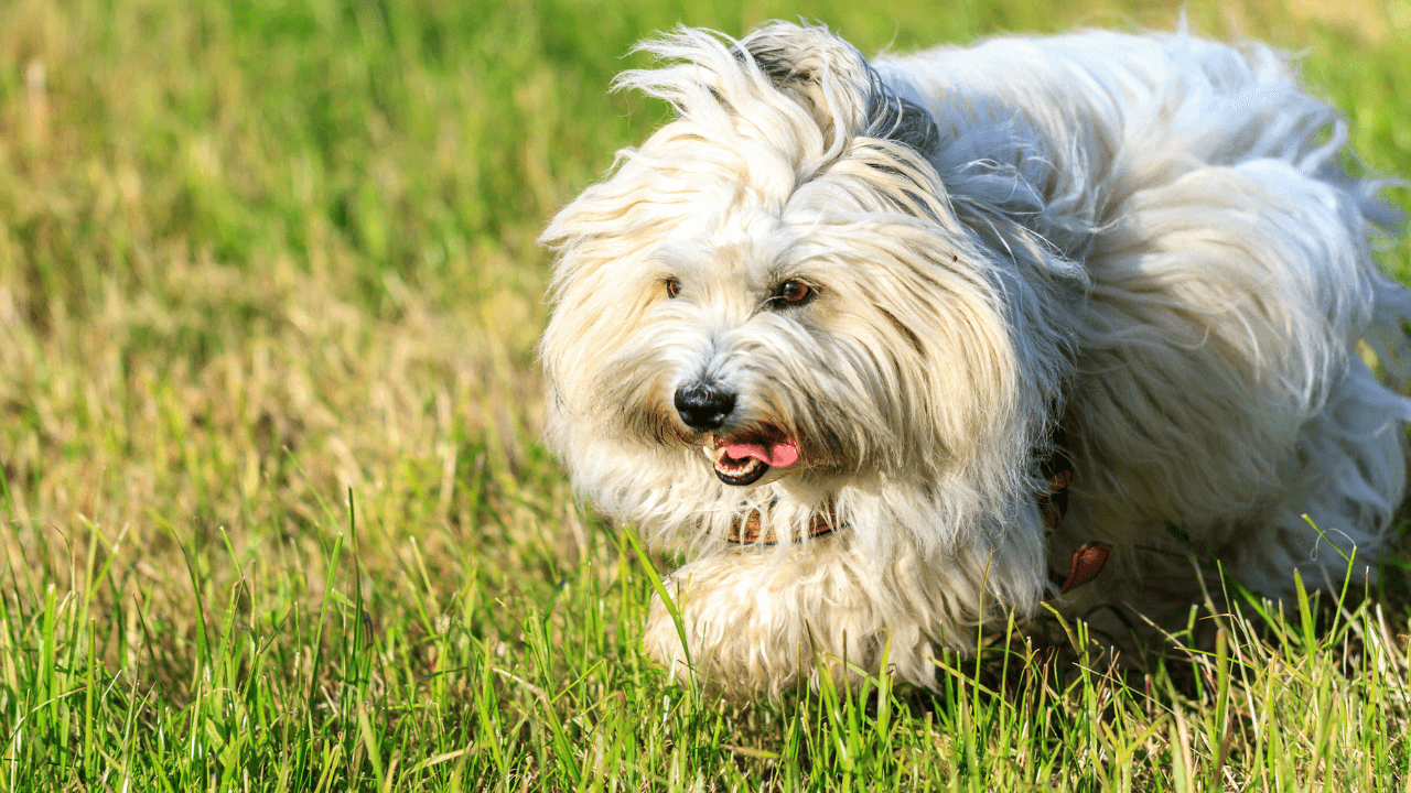 Small Hypoallergenic Dog Breeds - Coton de Tulear