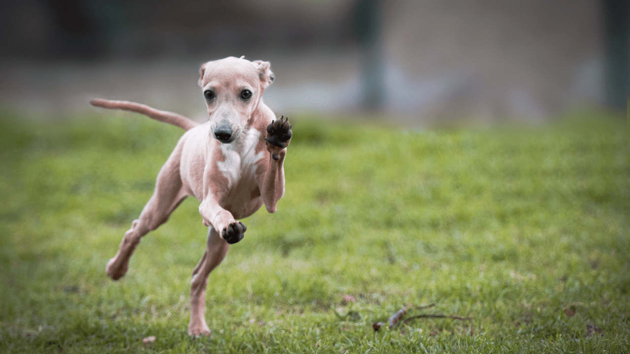 Small Hypoallergenic Dog Breeds - Italian Greyhound