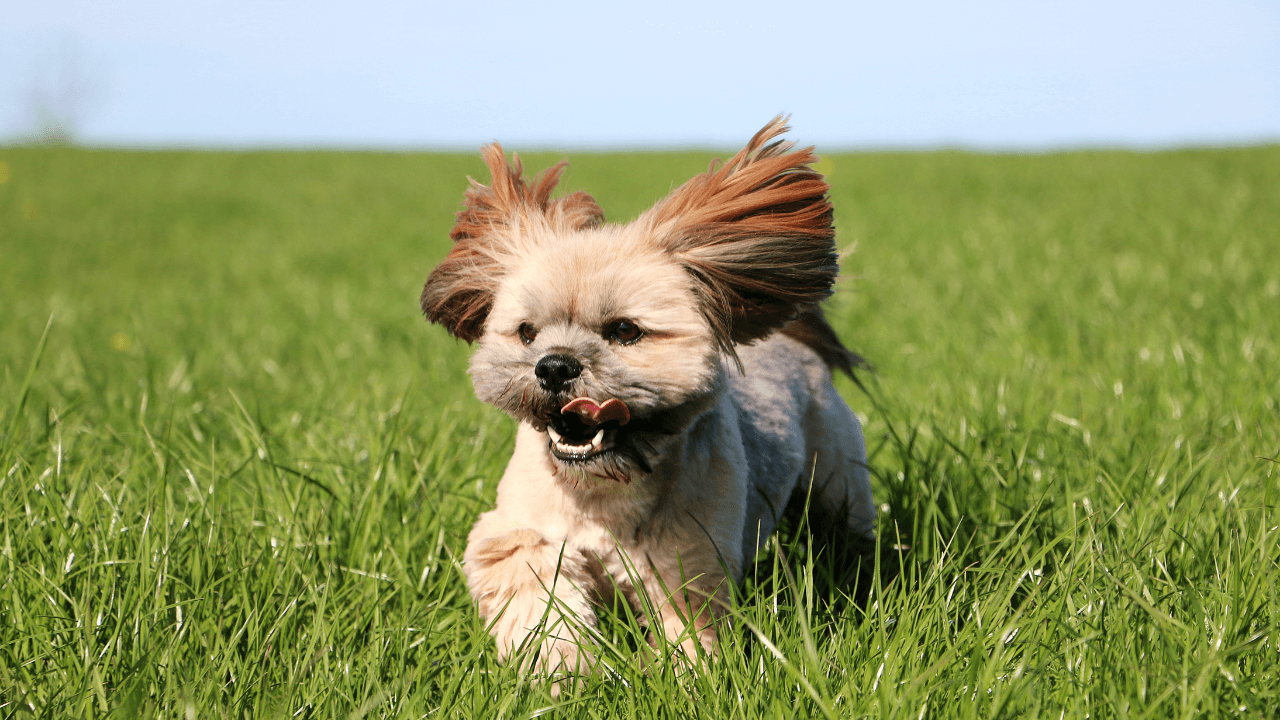 Small Hypoallergenic Dog Breeds - Lhasa Apso