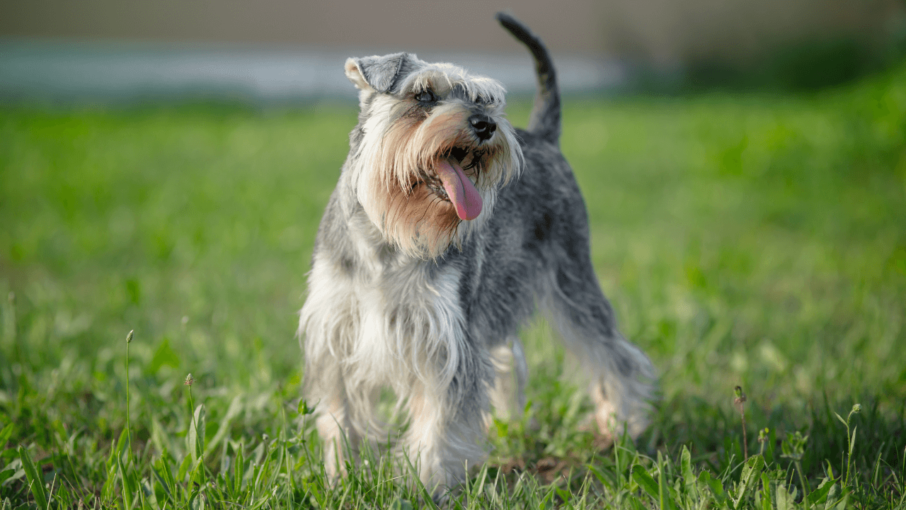 Small Hypoallergenic Dog Breeds - Miniature Schnauzer