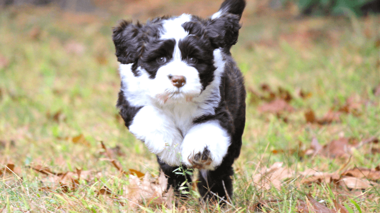 Small Hypoallergenic Dog Breeds - Portuguese Water Dog