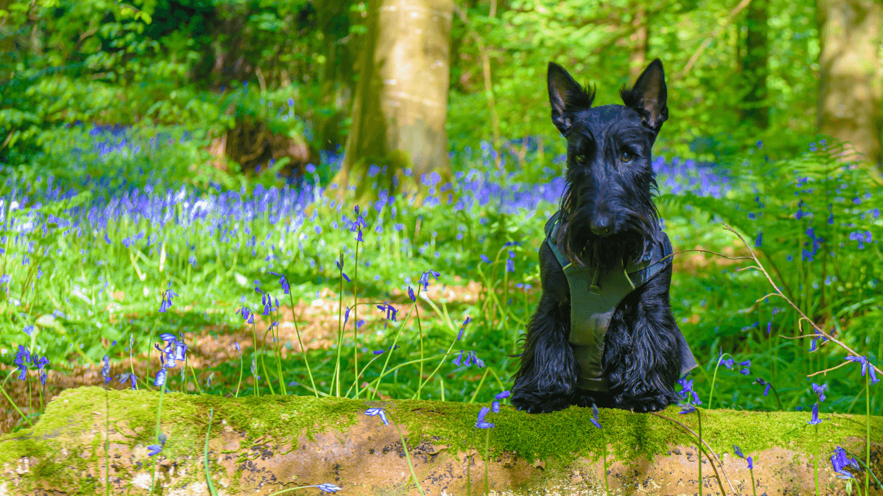 Small Hypoallergenic Dog Breeds - Scottish Terrier