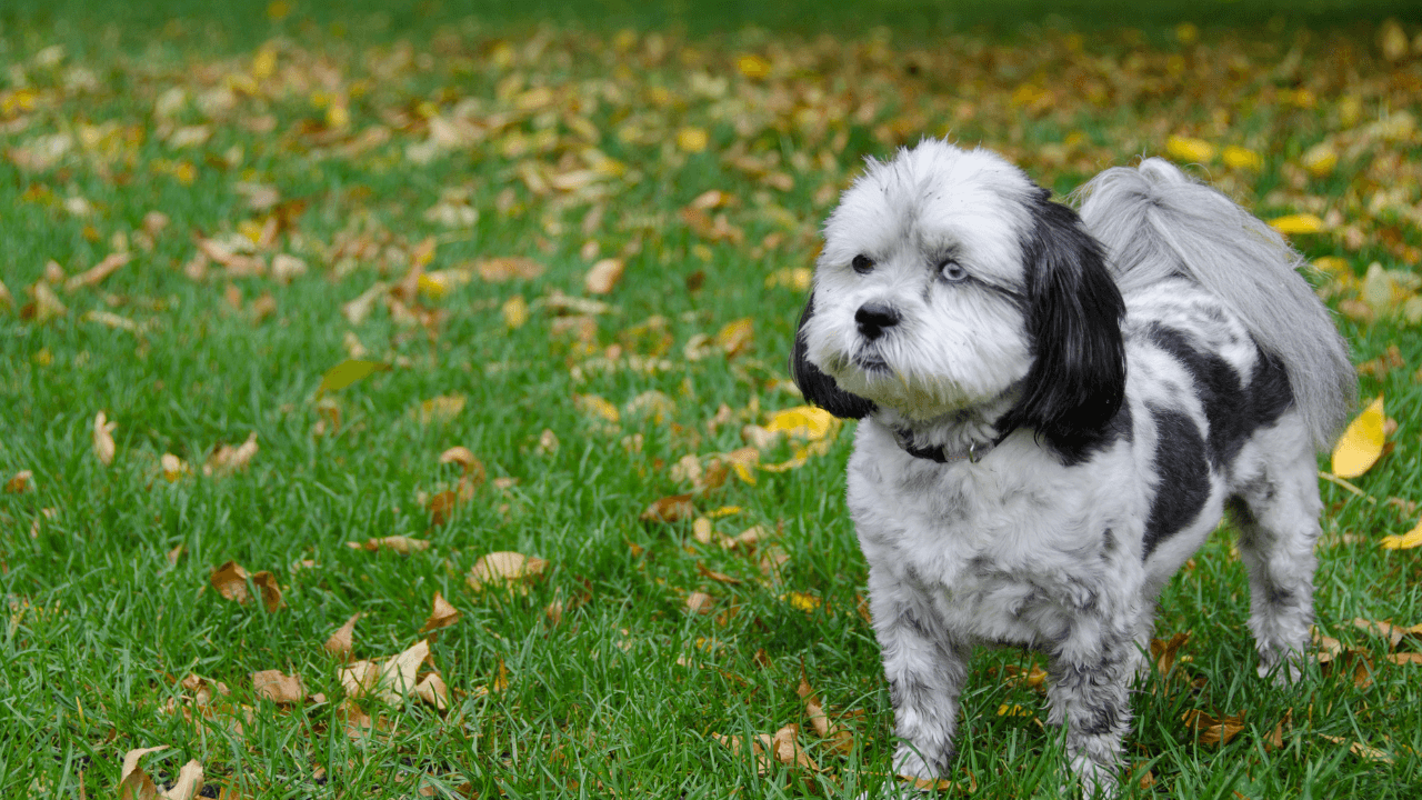 Small Hypoallergenic Dog Breeds - Shih Poo