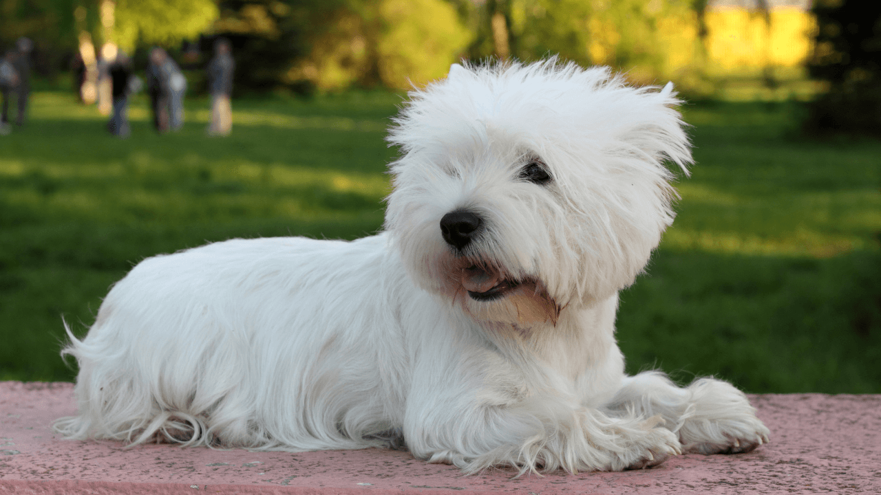 Small Hypoallergenic Dog Breeds - West Highland White Terrier