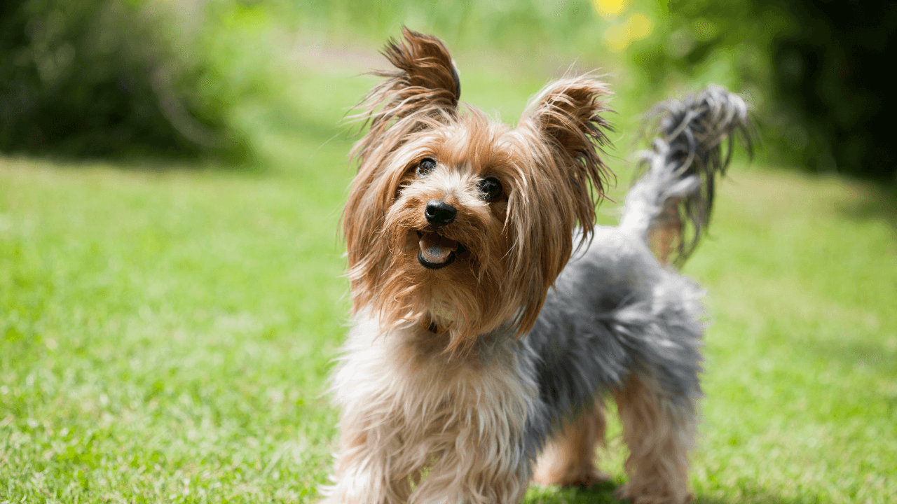 Small Hypoallergenic Dog Breeds - Yorkshire Terrier