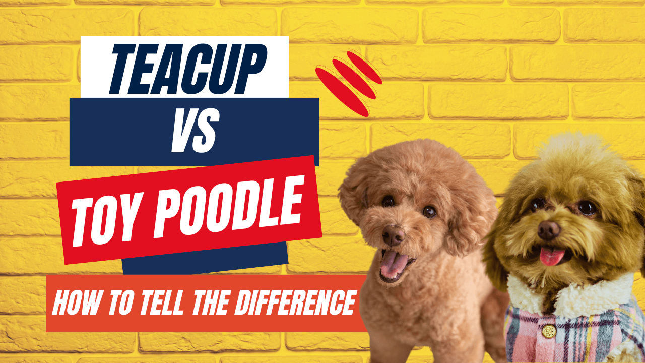 Teacup VS TOY POODLE - How To Tell The Difference