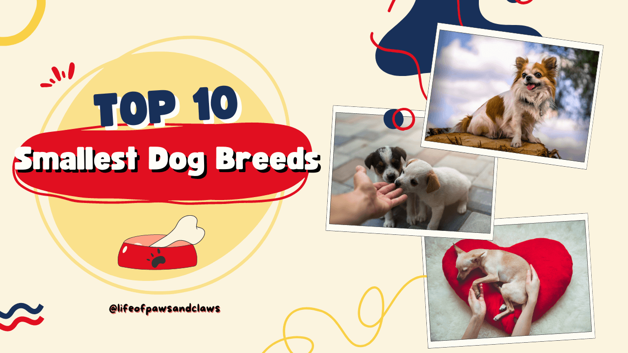 Top 10 Smallest Dog Breeds