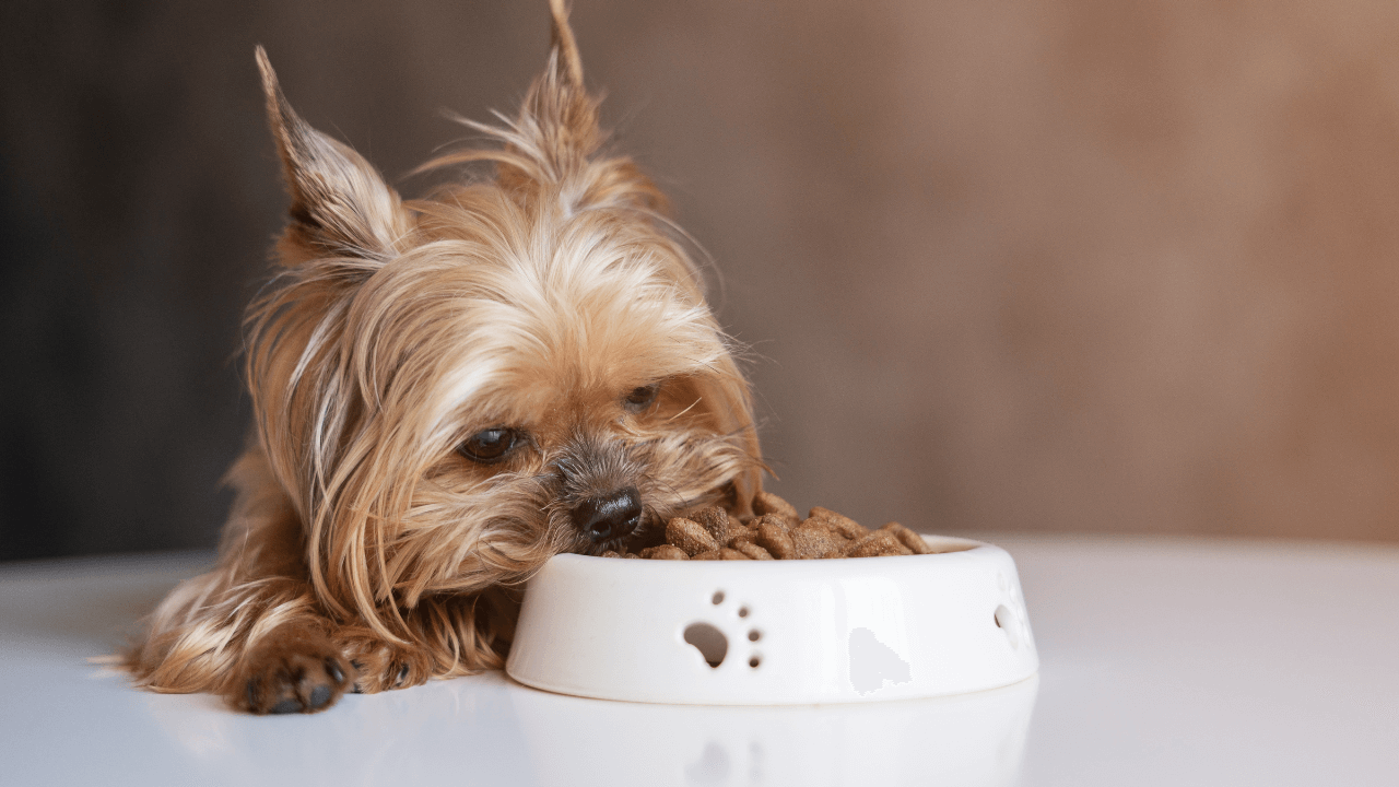 Yorkshire Terrier Dog Breeds Image 2