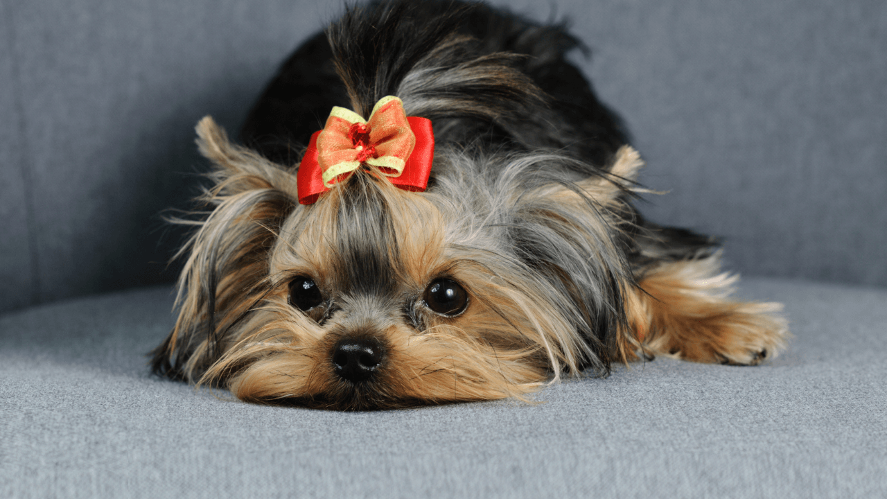 Yorkshire Terrier Dog Breeds Image 4