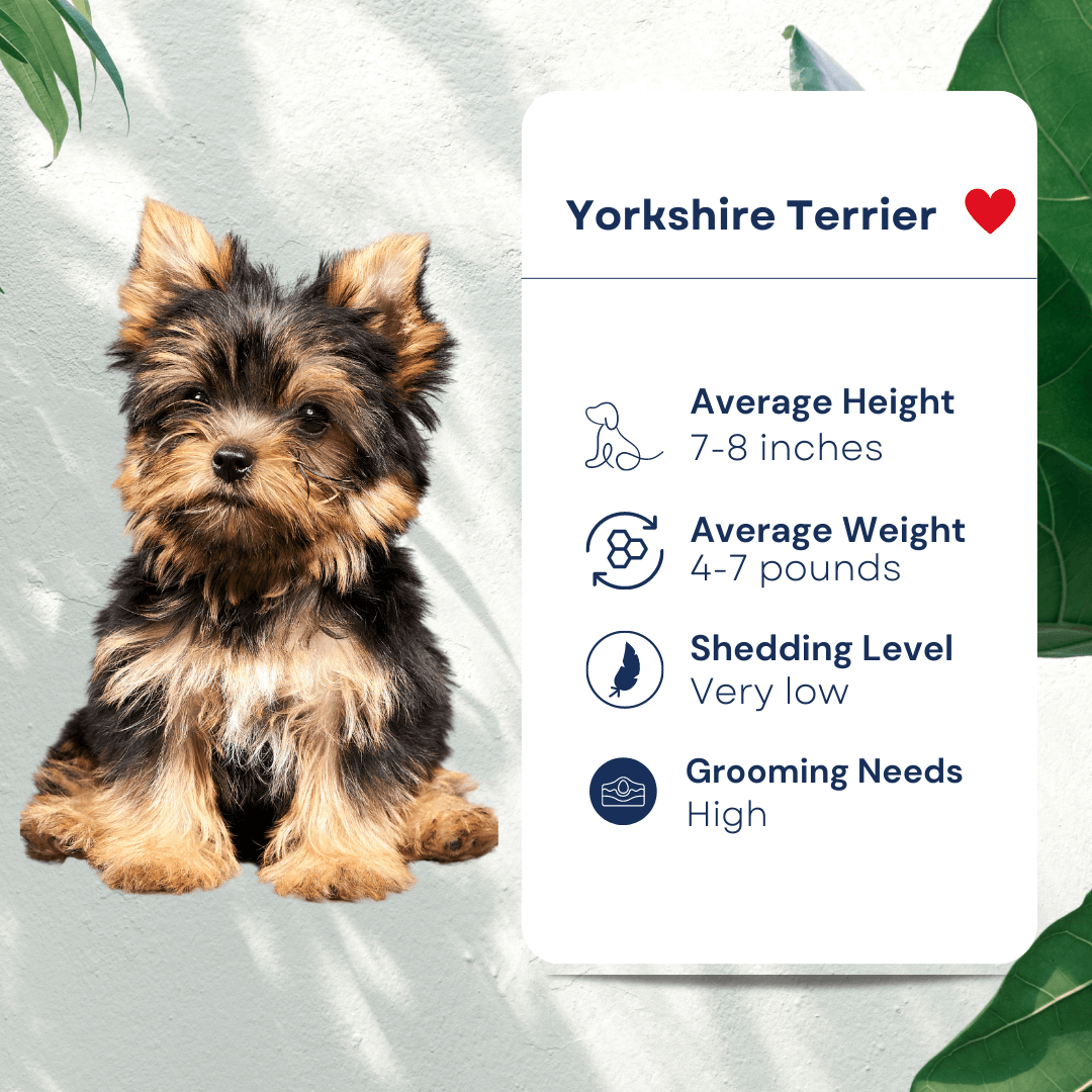 Yorkshire Terrier Pet Profile Hypoallergenic