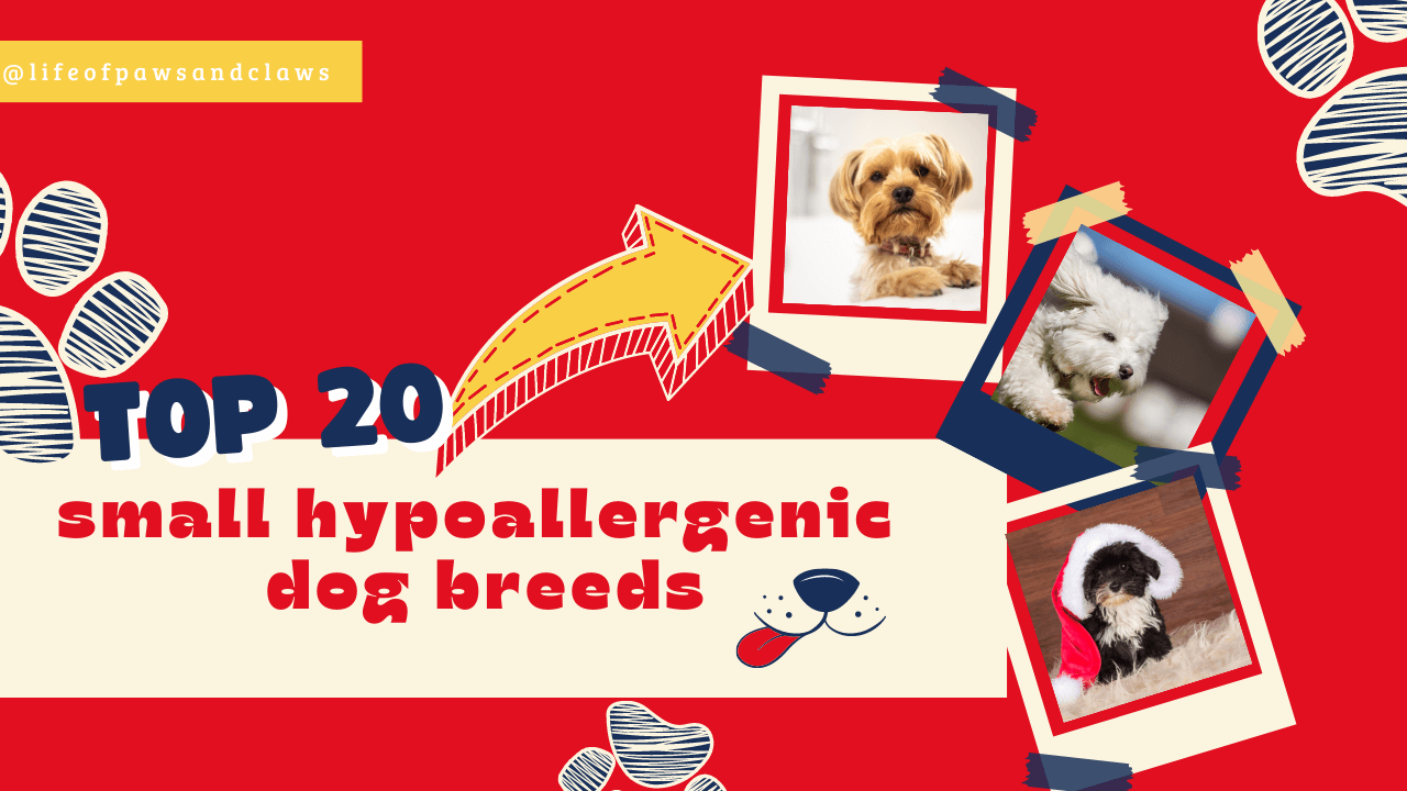 small dog breeds hypoallergenic