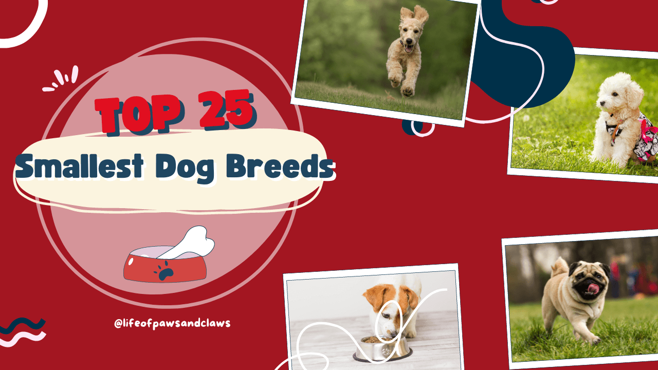 top 25 smallest dog breeds