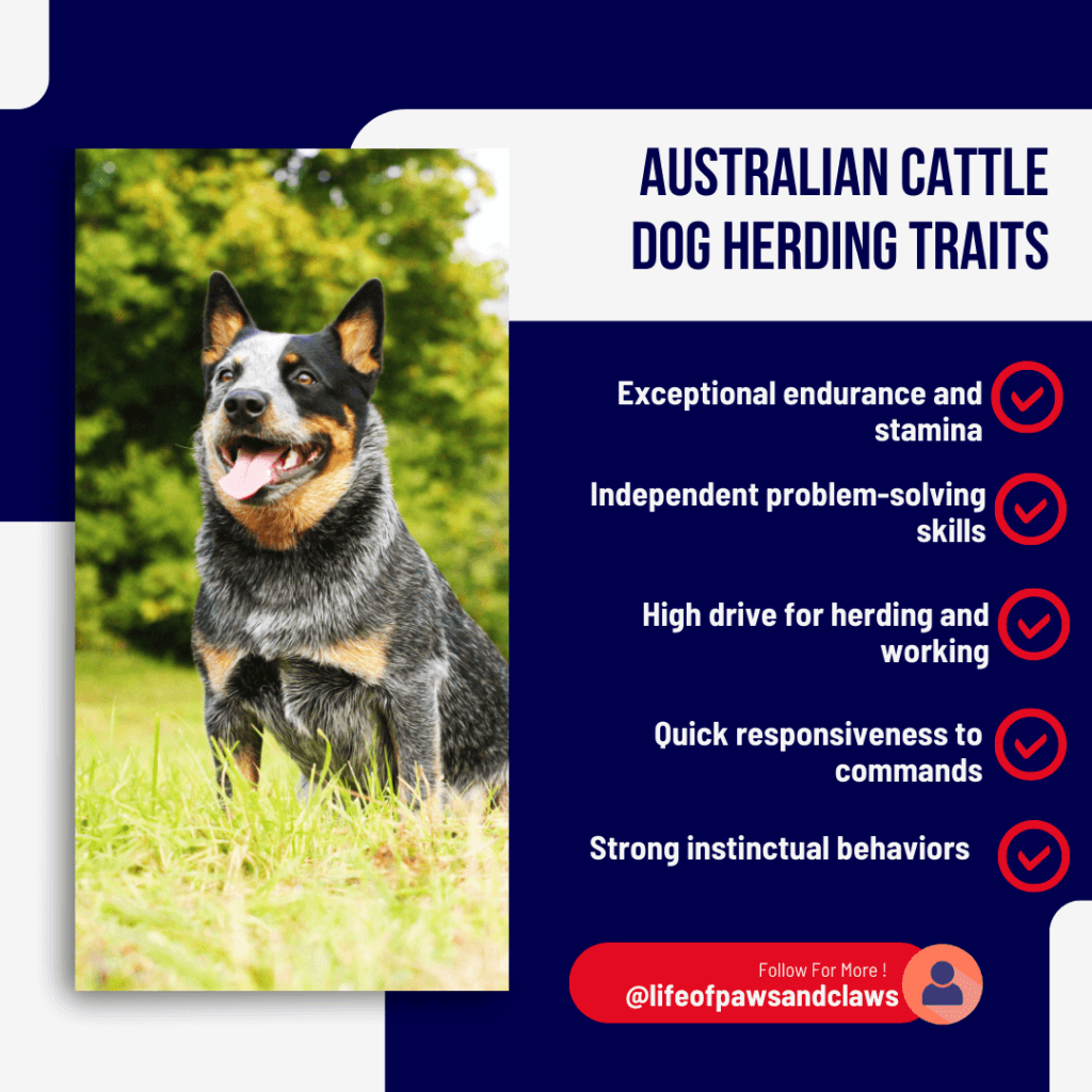 Australian Cattle Dog Herding Traits