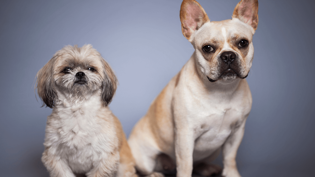 Healthiest Small Dog Breeds Image