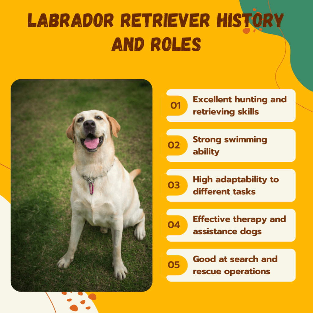 Labrador Retriever - History and Roles