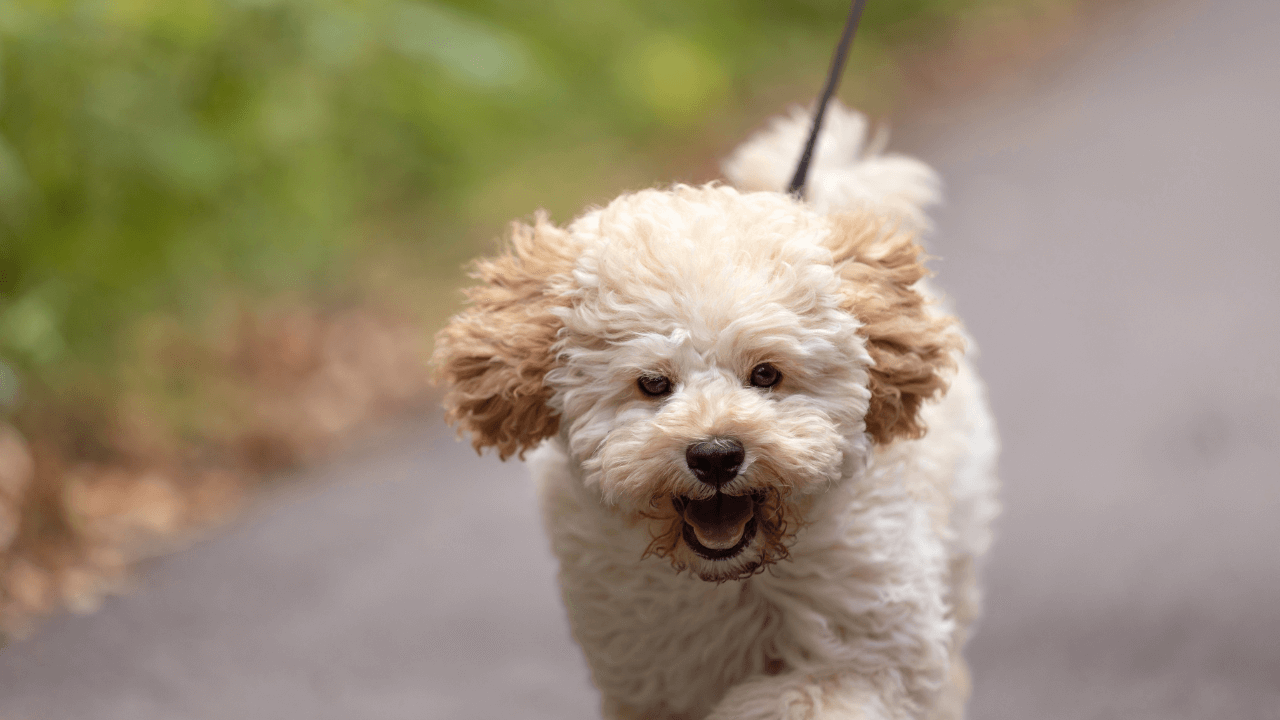 Maltipoo Dog Breeds Image