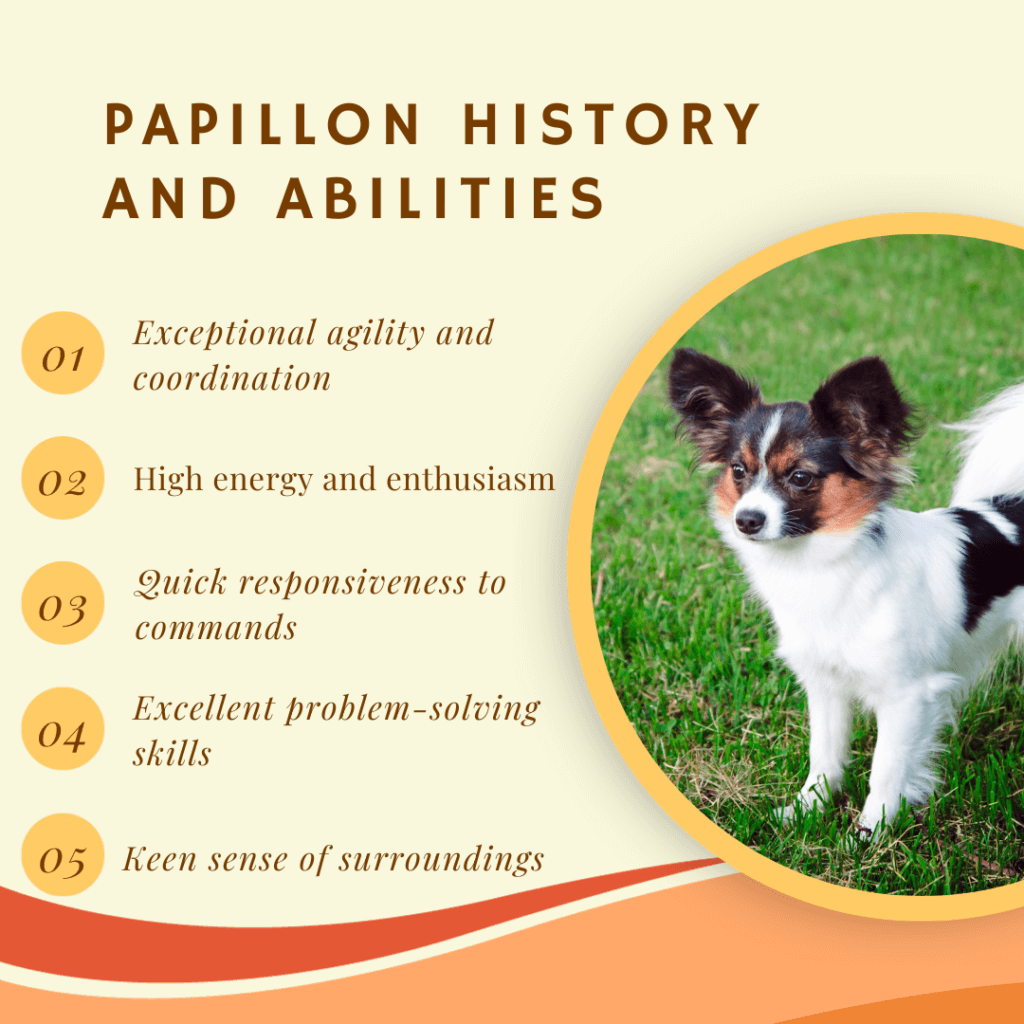 Papillon History And Abilities